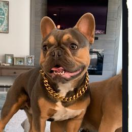 Axle - French Bulldog