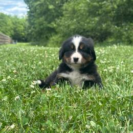 Frannie - Black rust and white female Bernese Mountain Dog puppy in Dundee, Ohio from Steinhaus Dogs