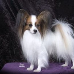 Hahn - Papillon