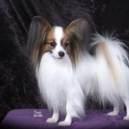 Hahn - Papillon