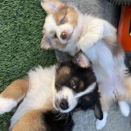 Australian Shepherd Puppies from Grissom’s Aussies