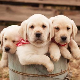 Labrador Retrievers from Cream In My Coffee Labradors
