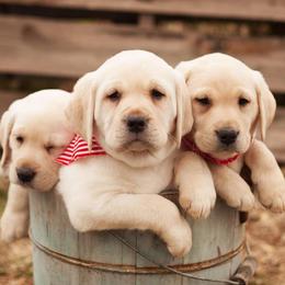 Labrador Retrievers from Cream In My Coffee Labradors