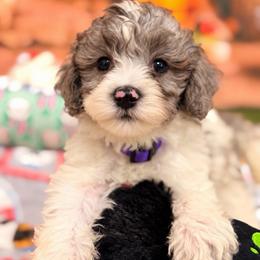 Marble - Blue merle female Aussiedoodle puppy in Dickerson, Maryland from Pawsome Aussie Doodles and Oodles