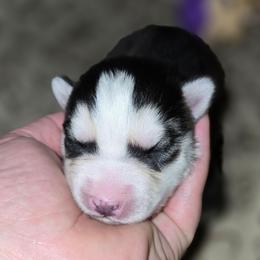 Boy 1 - Black tan and white male Siberian Husky puppy in Kansas City, Missouri from Anuun's Huskies