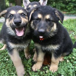German Shepherd Puppies from Vom Raglinhaus German Shepherds
