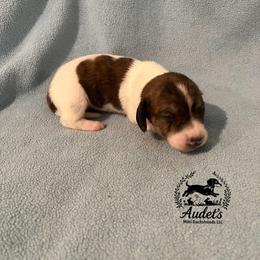 Rolo - shade red brindle piebald LH male - Brindle male Dachshund puppy in East Dover, Vermont from Audet’s Mini Dachshunds