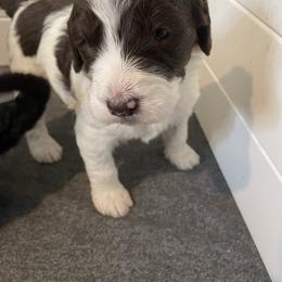 Edith - Parti female Goldendoodle puppy in Stafford, Virginia from Morris Doodles Virginia