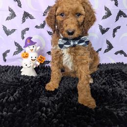 Gage - Apricot male Goldendoodle puppy in Yale, Michigan from Angie's Goldendoodles/Angies doodles LLC