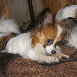 Papillon Puppies from Belladonna Papillons