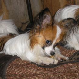 Papillon Puppies from Belladonna Papillons