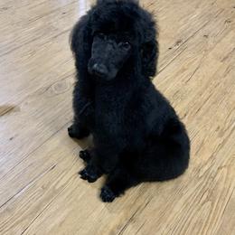 Poodle Puppies from StrayDog Standard Poodles