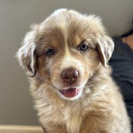 Ziti Girl 6 - Red merle female Australian Shepherd puppy in Johnson City, Tennessee from St. Isidore Australian Shepherds