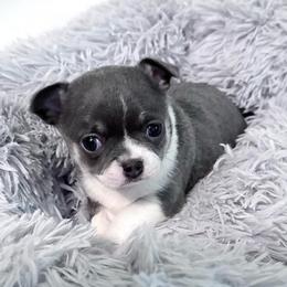 Olivia (blue and white) - Blue and white female Chihuahua puppy in Laurel, Mississippi from Home of Tiny Chihuahuas