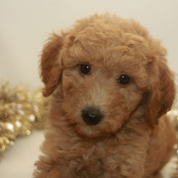 Australian Shepherd, Goldendoodle, and Poodle Puppies from 5AFarms