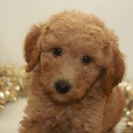 Australian Shepherd, Goldendoodle, and Poodle Puppies from 5AFarms
