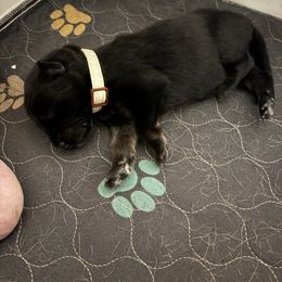 White collar male - Black and tan male German Shepherd puppy in Centralia, Illinois from Janices AKC German Sheperds LLC