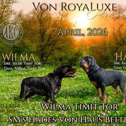 Rottweiler puppies from Von RoyaLuxe Rottweilers