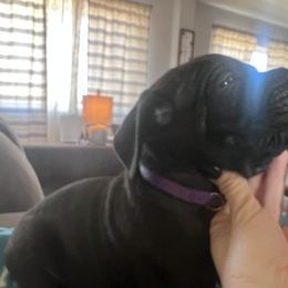 Cane Corso Puppies from Ragnarok kennels