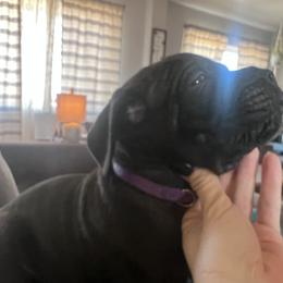 Cane Corso Puppies from Ragnarok kennels