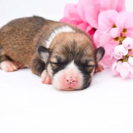 Piper - Sable female Pembroke Welsh Corgi puppy in San Antonio, Texas from Moxxi's Legacy Corgis