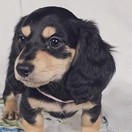Bun - Black and cream female Dachshund puppy in Sacramento, California from MiniDoxPups