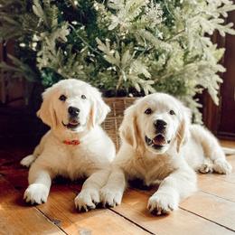 Golden Retriever Puppies from Chirping Meadows Goldens