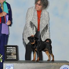 Oscar - Brussels Griffon
