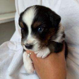 Beau - Black tri-color male Australian Shepherd puppy in Richmond, Virginia from RVA Aussies