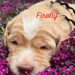 Boy 4 - male Australian Labradoodle puppy in Sedona, Arizona from Red Rock Doodles