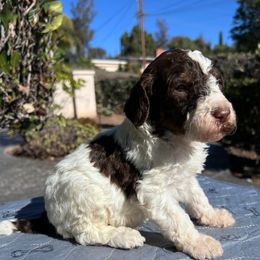 Chestnut Noel - Parti male Poodle puppy in Corona, California from Garden Of Poodles