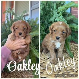 Oakley - Red  male Goldendoodle puppy in Trenton, Tennessee from Pickard’s country Golden doodles