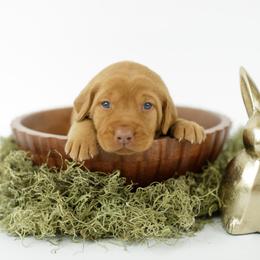 Shark - Yellow male Labrador Retriever puppy in Allons, Tennessee from UC Labradors LLC