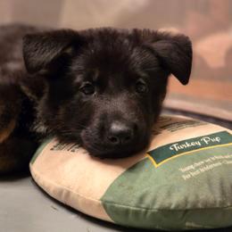 Purple collar (Bucky) - Black and red male German Shepherd puppy in Hermitage, Pennsylvania from Shepherds of the Hundred Acres