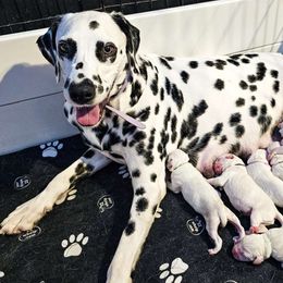 Rey Sky Walker - Dalmatian