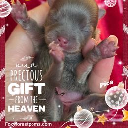 Pica - Blue and tan female Pomeranian puppy in Eatonville, Washington from Foxy Forest Poms