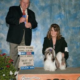 Shih Tzus from Sapphire Shih Tzu