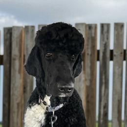 Sutton - Poodle