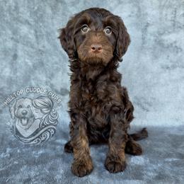 Emerald - Chocolate female Goldendoodle puppy in Chattanooga, Tennessee from Hilltop Cuddle Pups