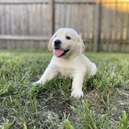 Mr. Lime Green - Light golden Golden Retriever puppy in Conroe, Texas from Golden Keys Kennels