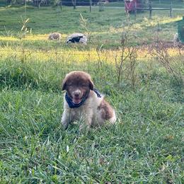 Blue - Tri-color male Karakachan puppy in Pikeville, Tennessee from Rock Solid Ranch