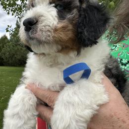 Bernedoodle Puppies from Yellowstone Breeders