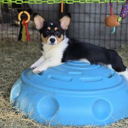 American Corgi, Cane Corso, Pembroke Welsh Corgi, and Rhodesian Ridgeback Puppies from Diamondcrest Inc