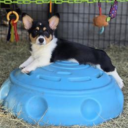 American Corgi, Cane Corso, Pembroke Welsh Corgi, and Rhodesian Ridgeback Puppies from Diamondcrest Inc