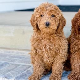 Teddy Boy 3250 free delivery - Apricot male Goldendoodle puppy in Mayfield, Utah from Ruff Country Doodles