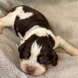 Orange Boy - Liver white and roan male English Springer Spaniel puppy in Cleburne, Texas from Powers English Springer Spaniels