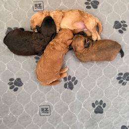Theo - Apricot male Poodle puppy in Aurora, Oregon from Divine Poodles