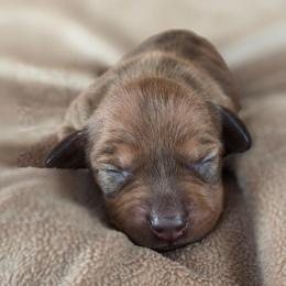 Emma - Sable female Dachshund puppy in Signal Mountain, Tennessee from Hot Diggity Doxens