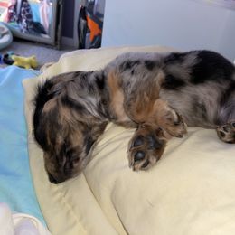 Dachshund Puppies from MNE Miniature Dachshunds