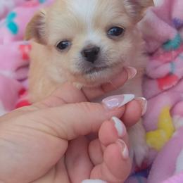 Alvin - Cream male Chihuahua puppy in Brooksville, Florida from Daystars Chihuahuas
